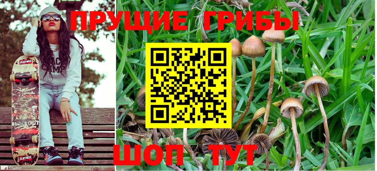 Красноярск  Галлюциногенные грибы Psilocybe  Вход с VPN 
